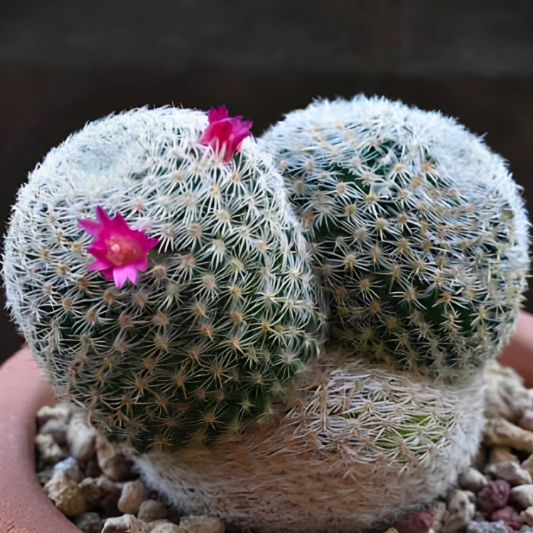 Nasiona-Kaktusa-Mammillaria-Albilanata (3).png