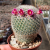Nasiona-Kaktusa-Mammillaria-Albilanata (2).png
