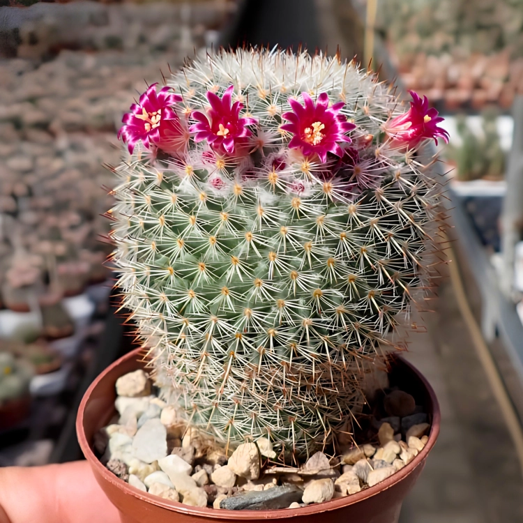 Nasiona-Kaktusa-Mammillaria-Albilanata (2).png