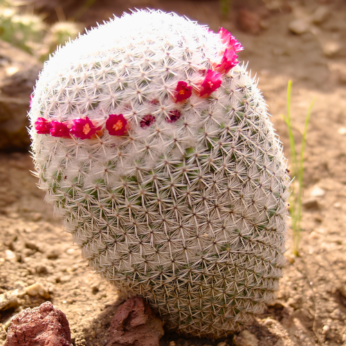 Nasiona-Kaktusa-Mammillaria-Albilanata.png