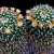 Nasiona-Kaktusa-Mammillaria-karwinskiana-subsp.-nejapensis (4).png