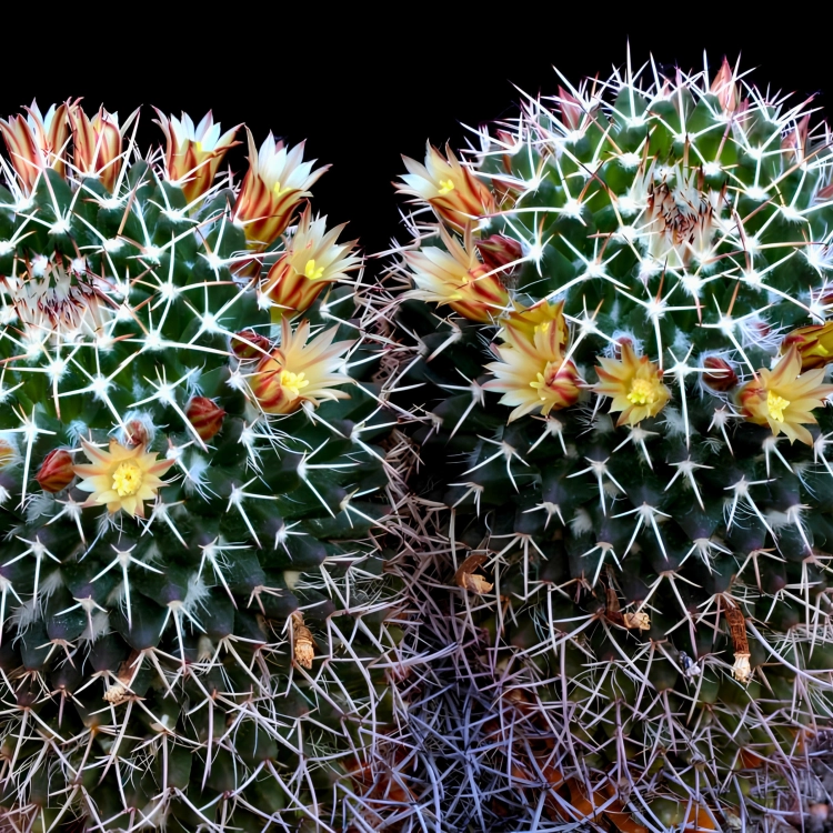 Nasiona-Kaktusa-Mammillaria-karwinskiana-subsp.-nejapensis (4).png