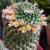 Nasiona-Kaktusa-Mammillaria-karwinskiana-subsp.-nejapensis (3).png