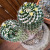 Nasiona-Kaktusa-Mammillaria-karwinskiana-subsp.-nejapensis (2).png