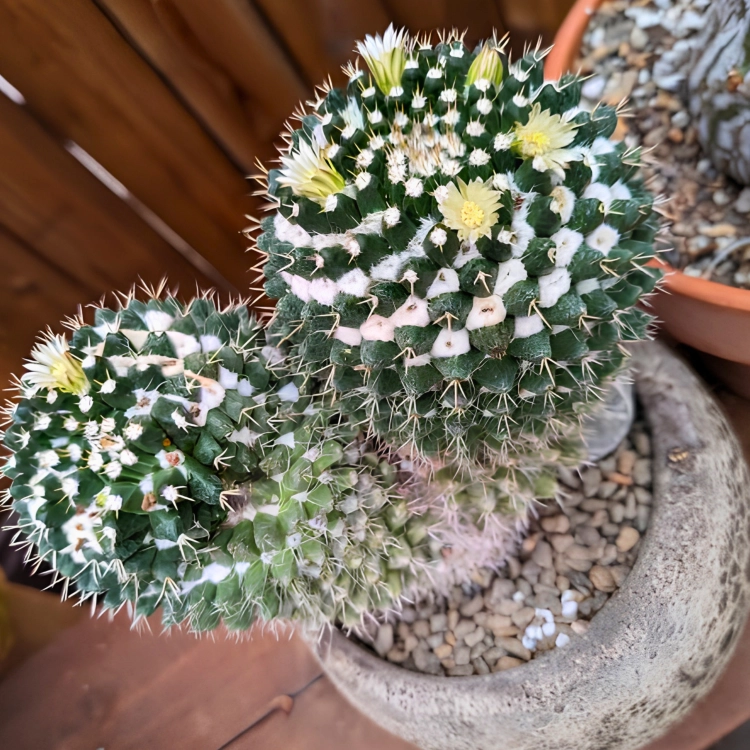 Nasiona-Kaktusa-Mammillaria-karwinskiana-subsp.-nejapensis (2).png