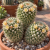 Nasiona-Kaktusa-Mammillaria-karwinskiana-subsp.-nejapensis (1).png