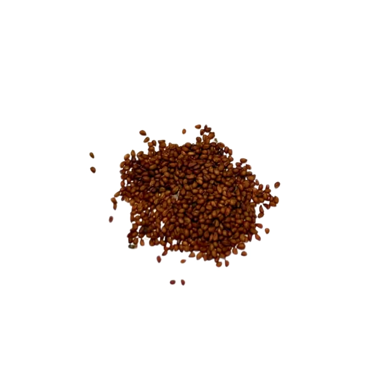 Nasiona-Kaktusa-Mammillaria-karwinskiana-subsp.-nejapensis.png