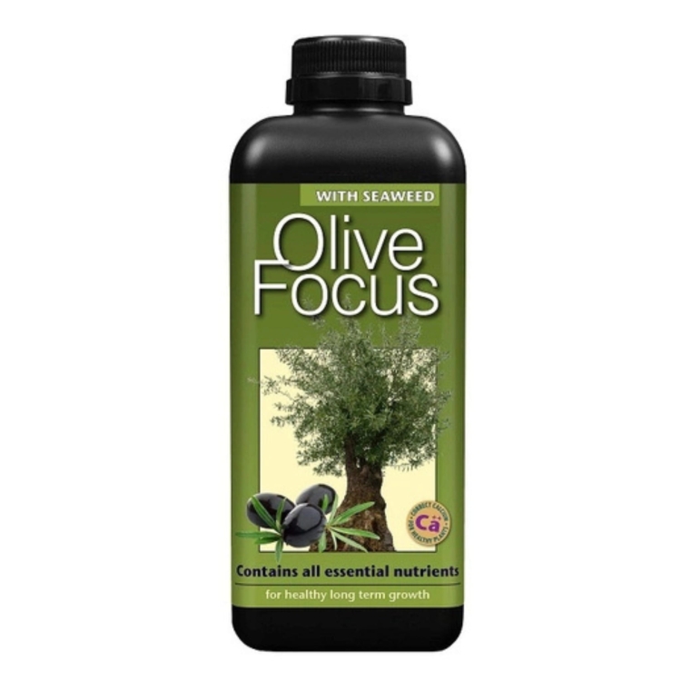 Olive Focus 1l.jpg