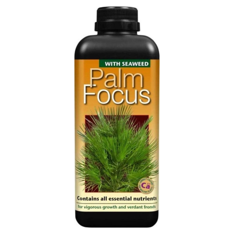 Palm Focus 1L.jpg