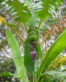 Bananowiec Karłowaty Musa Acuminata