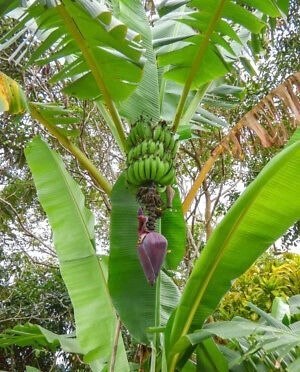 Nasiona Bananowiec Karłowaty Musa Acuminata
