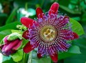 Nasiona Marakuja Passiflora Quadrangularis