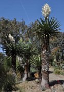 Nasiona Yucca Carnerosana