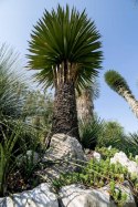 Nasiona Yucca Carnerosana