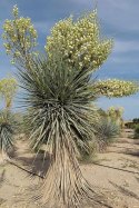 Nasiona Yucca Rigida