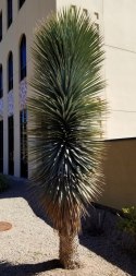 Nasiona Yucca Rigida