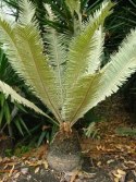 Nasiona Cycas Siamensis - Sagowiec Tajski