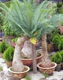 Nasiona Cycas Siamensis - Sagowiec Tajski