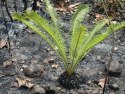 Nasiona Cycas Siamensis - Sagowiec Tajski