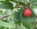 Nasiona Czerwonej Brzoskwini Afrykańskiej - Nauclea Latifolia