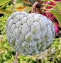 Nasiona Jabłka Budyniowego - Annona Squamosa