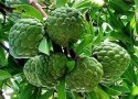 Nasiona Jabłka Budyniowego - Annona Squamosa