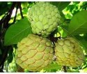 Nasiona Jabłka Budyniowego - Annona Squamosa