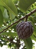 Nasiona Jabłka Budyniowego - Annona Squamosa