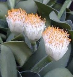 Krasnokwiat Białokwiatowy - Heamanthus Albiflos