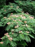 Nasiona Mimozy Wstydliwej - Albizia Julibrissin