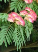 Nasiona Mimozy Wstydliwej - Albizia Julibrissin