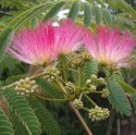 Nasiona Mimozy Wstydliwej - Albizia Julibrissin