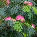 Nasiona Mimozy Wstydliwej - Albizia Julibrissin