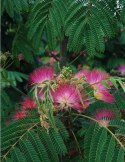 Nasiona Mimozy Wstydliwej - Albizia Julibrissin