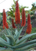 Nasiona Aloe Ferox - Aloes Uzbrojony