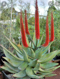 Nasiona Aloe Ferox - Aloes Uzbrojony