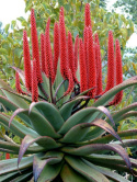 Nasiona Aloe Ferox - Aloes Uzbrojony