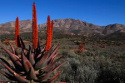 Nasiona Aloe Ferox - Aloes Uzbrojony