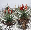 Nasiona Aloe Ferox - Aloes Uzbrojony