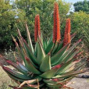 Nasiona Aloe Ferox - Aloes Uzbrojony