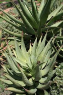 Nasiona Aloe Ferox - Aloes Uzbrojony