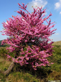 Nsiona Cercis Siliquastrum - Judaszowiec Południowy