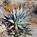 Nasiona Agawy Pustynnej - Agave Deserti var. Deserti