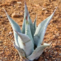 Nasiona Agawy Pustynnej - Agave Deserti var. Deserti
