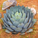 Nasiona Mrozoodpornej Agawy - Agave Parryi var.Parryi