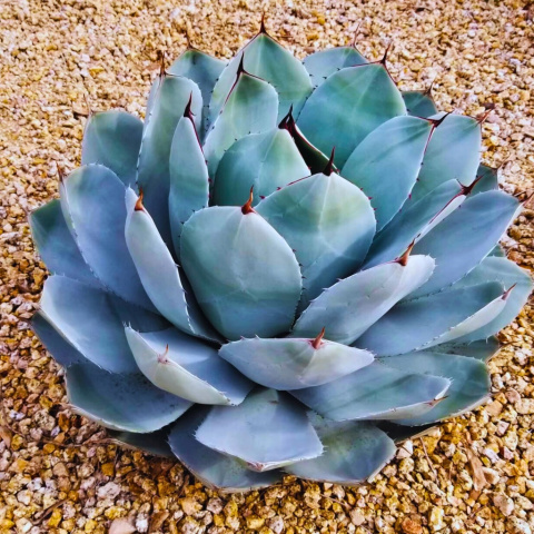 Nasiona Mrozoodpornej Agawy - Agave Parryi var.Parryi