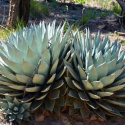 Nasiona Mrozoodpornej Agawy - Agave Parryi var.Parryi