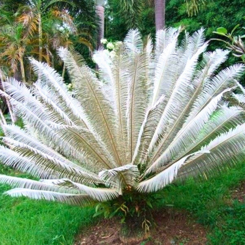 Nasiona Srebrnego Cycasa - Cycas sp.Silver