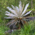 Nasiona Srebrnego Cycasa - Cycas sp.Silver