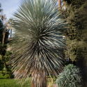 Nasiona Yucca Rostrata